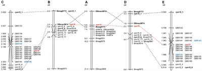 High-Resolution Mapping of Barley mild mosaic virus Resistance Gene rym15